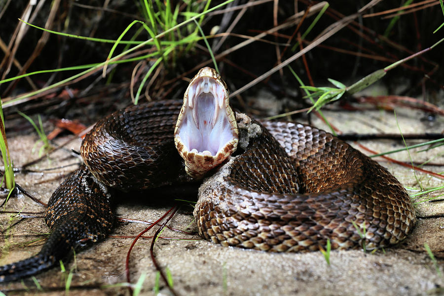 The Cottonmouth Photograph by JC Findley