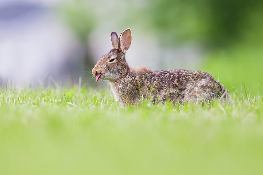 The Cottontail Photograph by Mircea Costina Photography
