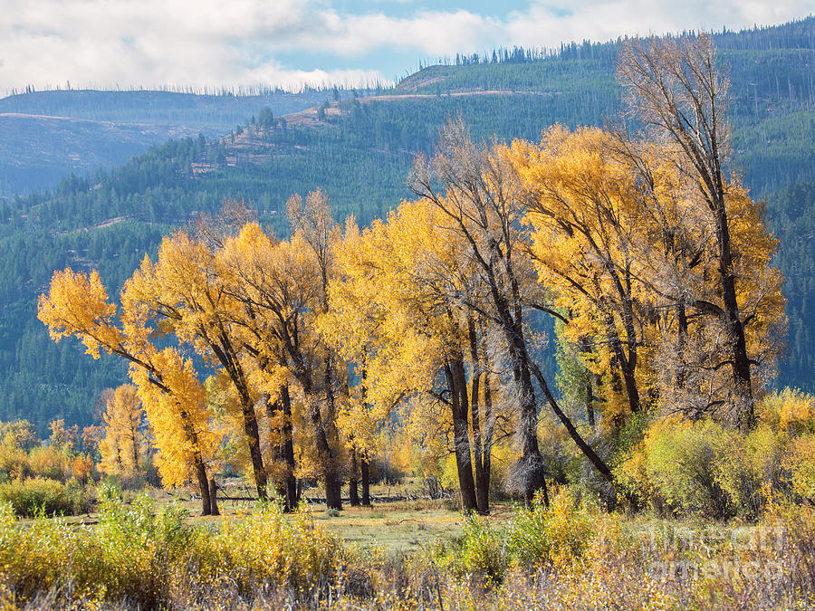 The Cottonwood Stand Photograph by Carolyn Fox - Fine Art America