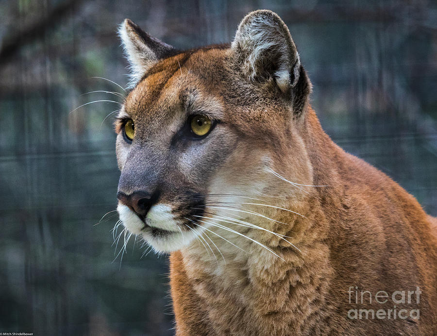 Wildlife Photograph - The Cougar by Mitch Shindelbower