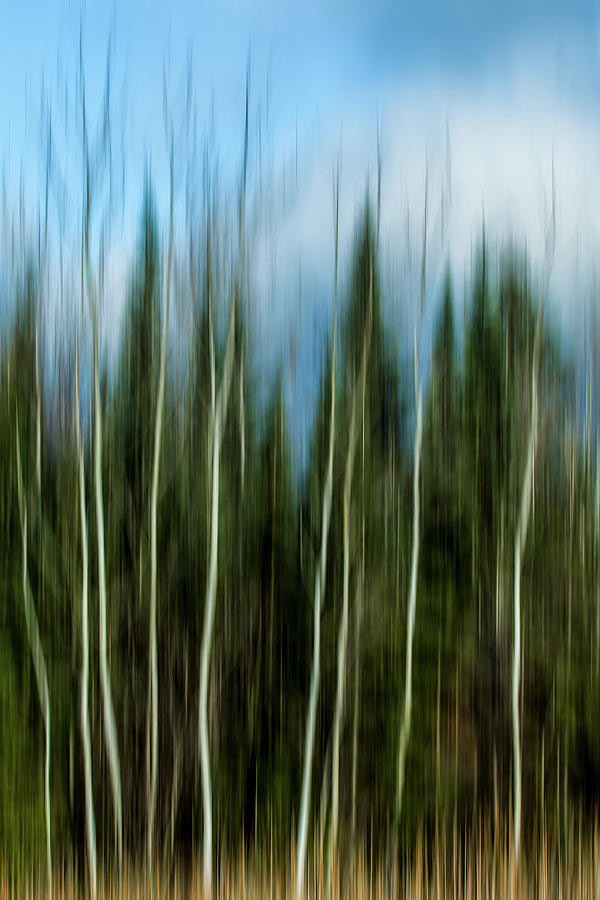 The Counsel of Trees by Dave Chandre The Counsel of Trees by Dave Chandre