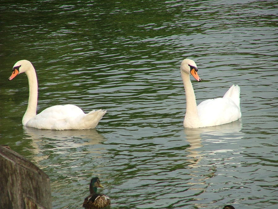 The couple of swans Photograph by Rita Fetisov