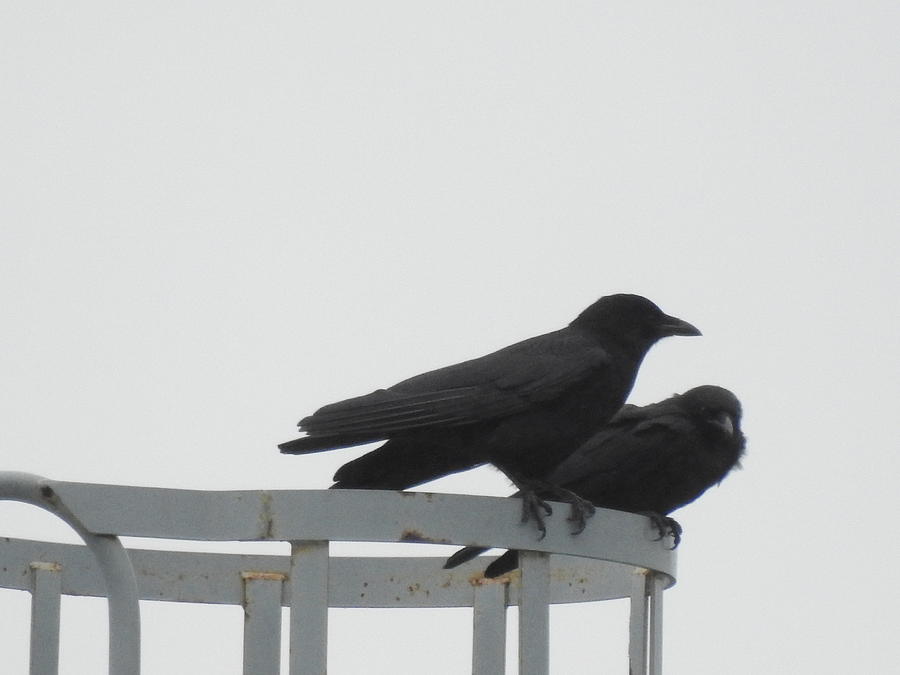 The Courtship of Lenore and Edgar Allan Crow Photograph by Deborah ...