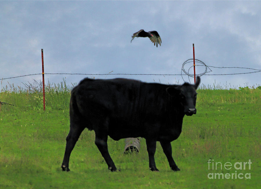 The cow and the vulture Photograph by Elizabeth Winter