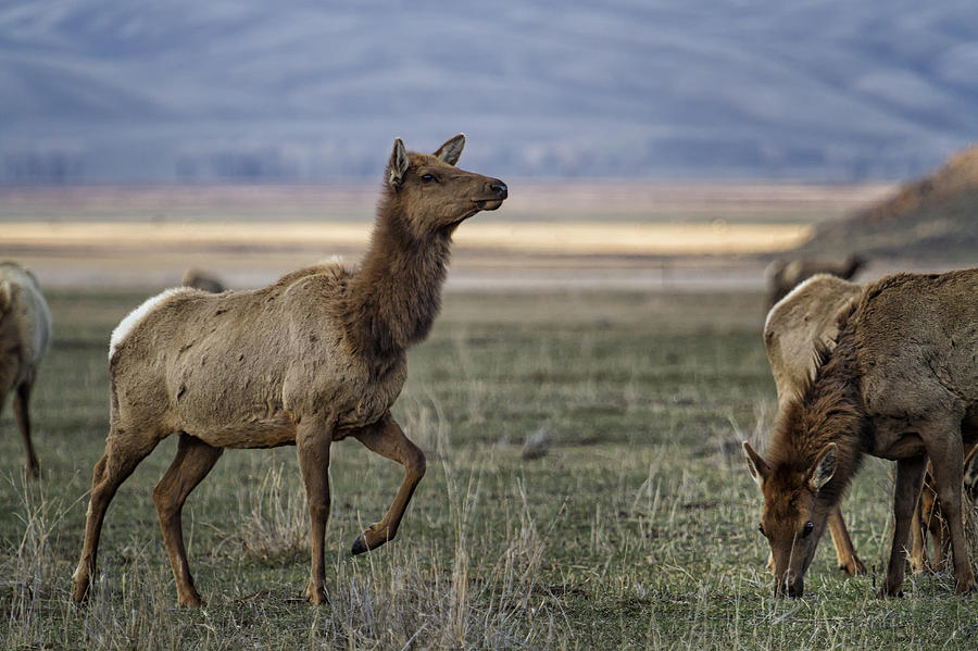 The Cow Elk Photograph