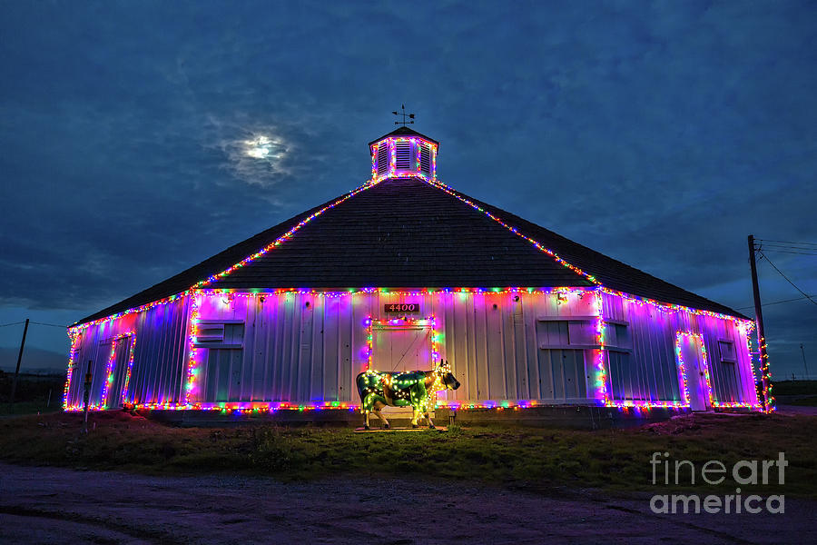 The Cow Is Out Of The Christmas Barn Photograph by Mimi Ditchie
