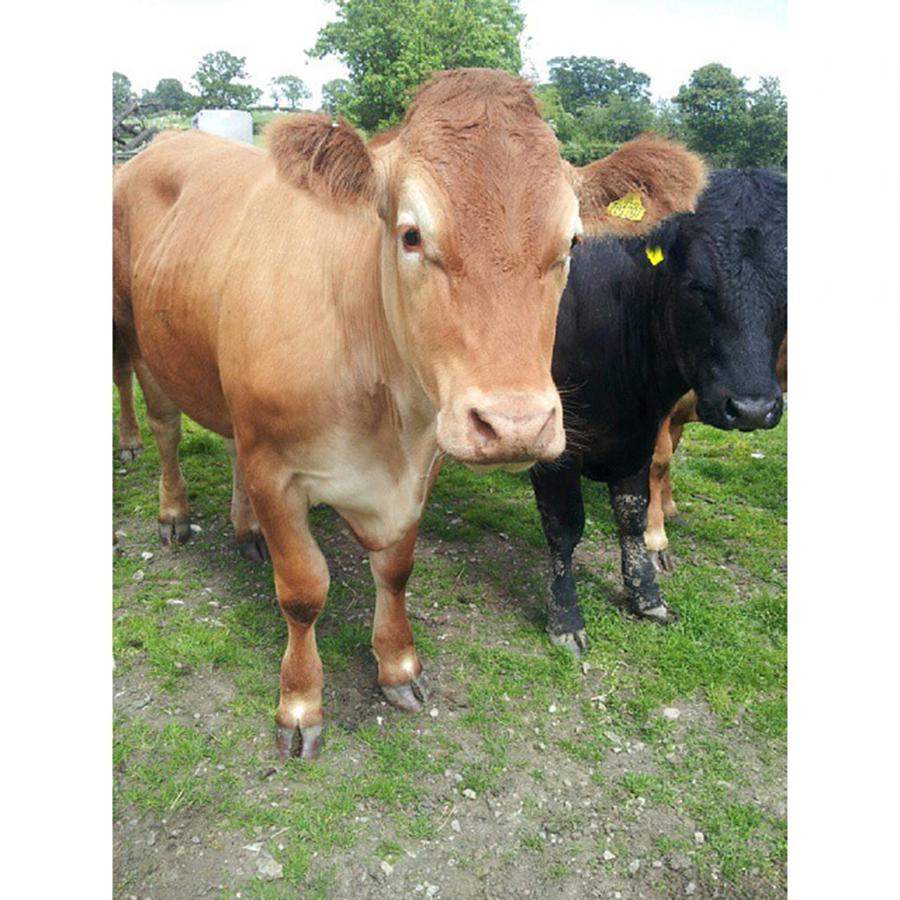 Cow Photograph - The Cows At Bradleys Are Super Cute by Gemma Warden