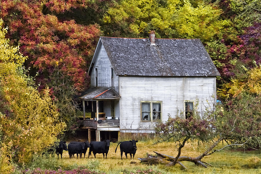 Barn Photograph - The Cows Came Home by Debra and Dave Vanderlaan