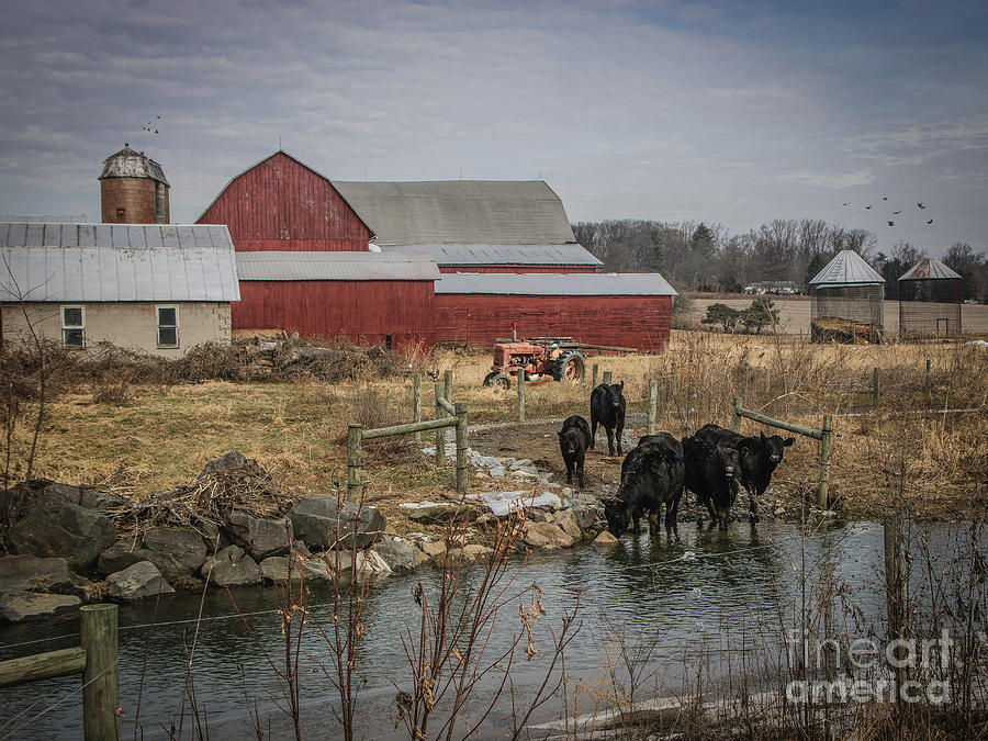 Cow Photograph - The Cows by Lisa Hurylovich