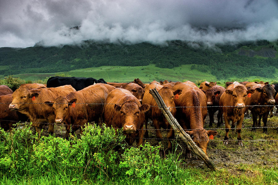 The Cows Of Crested Butte Photograph by John De Bord