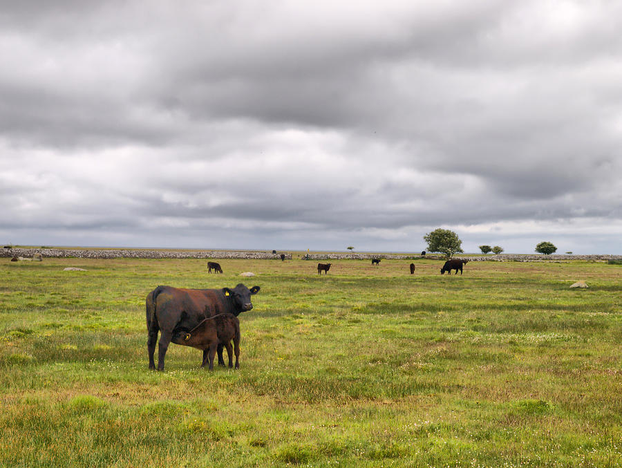  The Cows of Ottenby Photograph by Jouko Lehto
