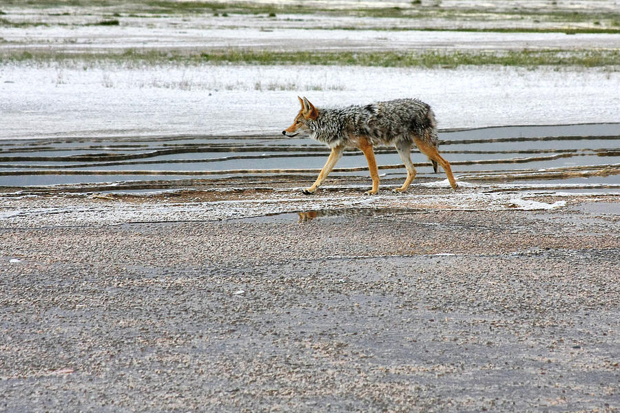 The Coyote - Dogs are by far more dangerous Photograph by Alexandra Till