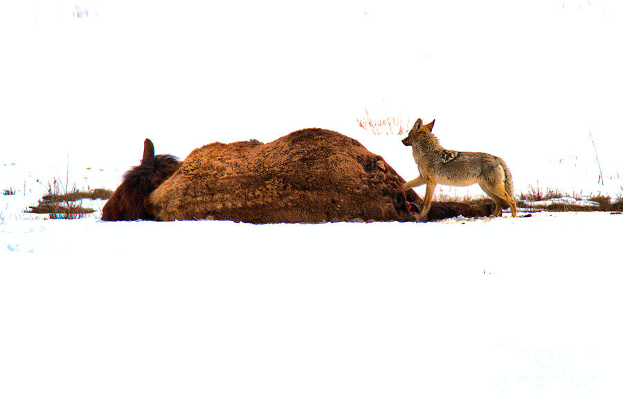 The Coyote And The Carcass Photograph by Adam Jewell
