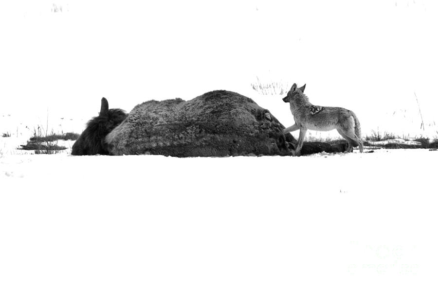 Yellowstone National Park Photograph - The Coyote And The Carcass Black And White by Adam Jewell