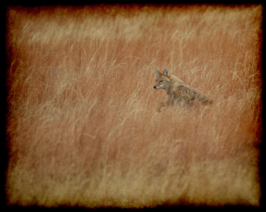 The Coyote Photograph by Ernest Echols