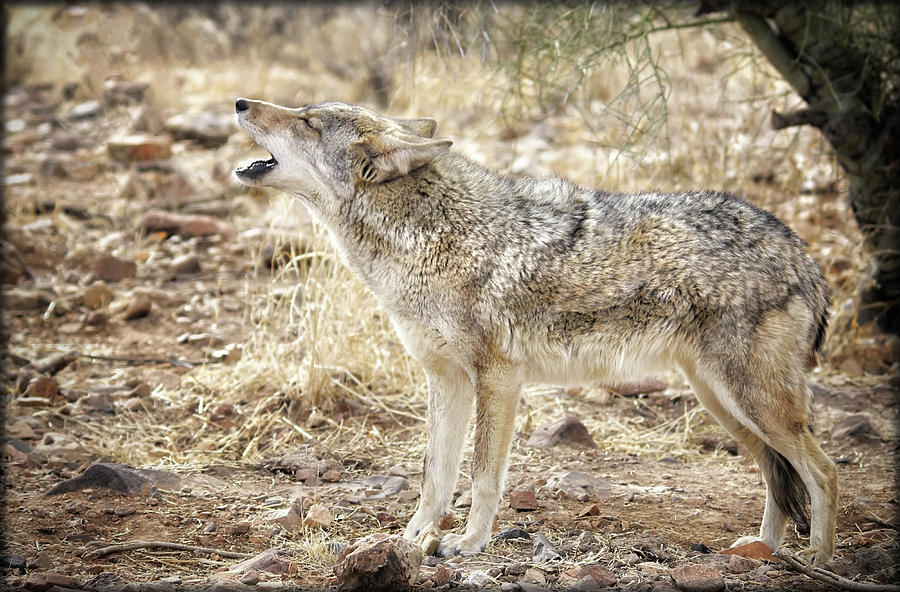 The Coyote Howl Photograph by Elaine Malott