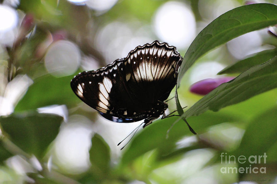 The Cracker Butterfly Photograph by Sandra Huston