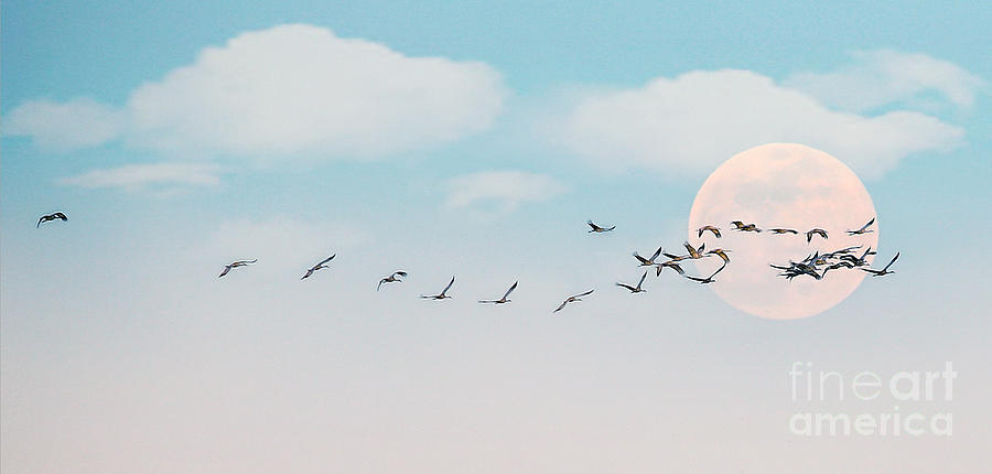 The Cranes flew over the Moon Photograph by Elizabeth Winter