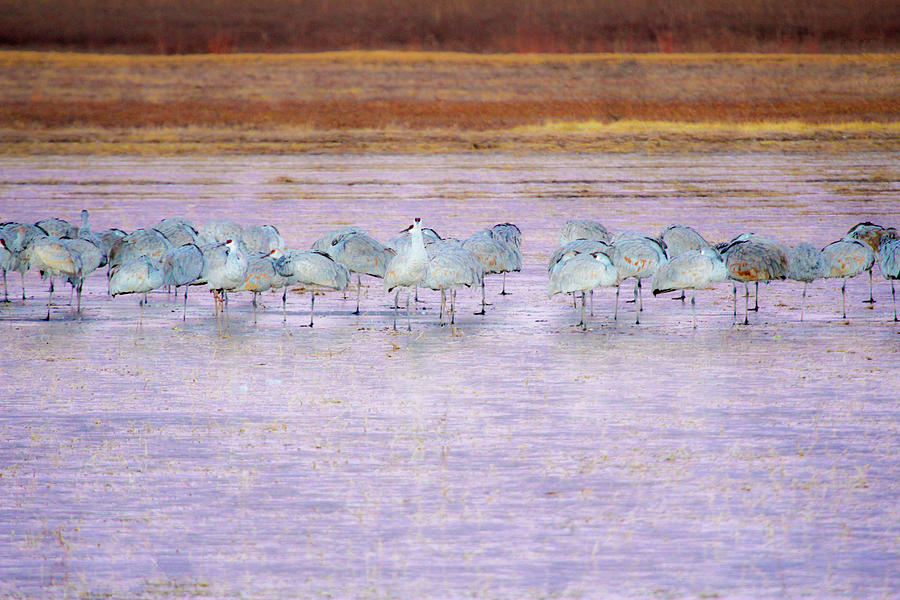 The Cranes of Bosque Photograph by Marla Craven