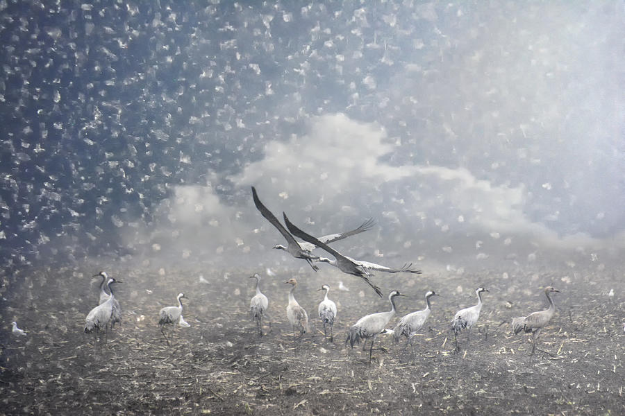 Animal Photograph - the cranes of Fischland by Joachim G Pinkawa