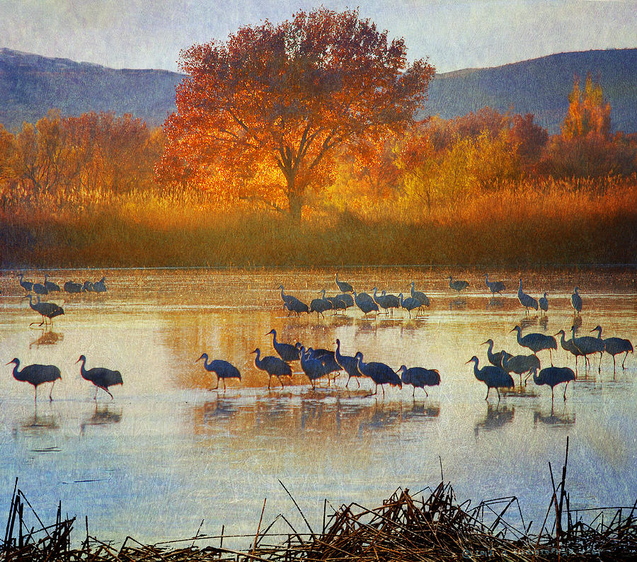 The Cranes Return Photograph by R christopher Vest - Fine Art America