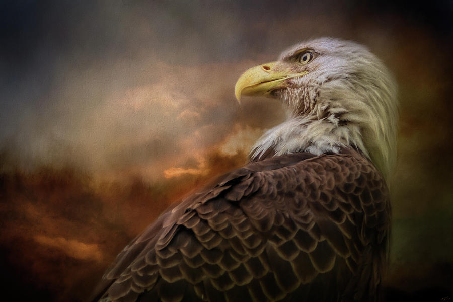 Eagle Photograph - The Creator by Jai Johnson