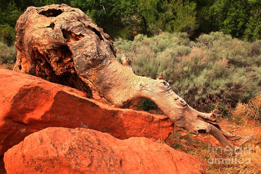 The Creature At Red Cliffs Photograph by Adam Jewell