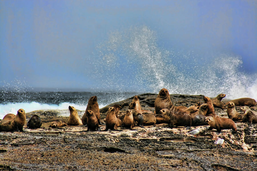 Seals Photograph - The Creche by Douglas Barnard