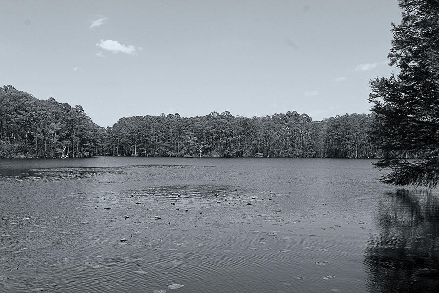 The Creek in Black and White Photograph by Carolyn Ricks - Fine Art America