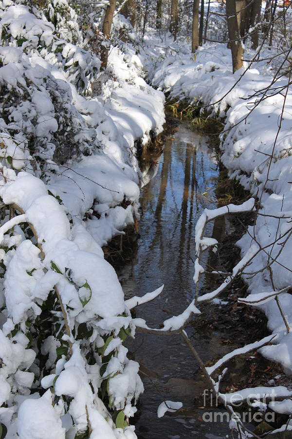 Winter Greenery Photograph by Marcie Daniels - Pixels