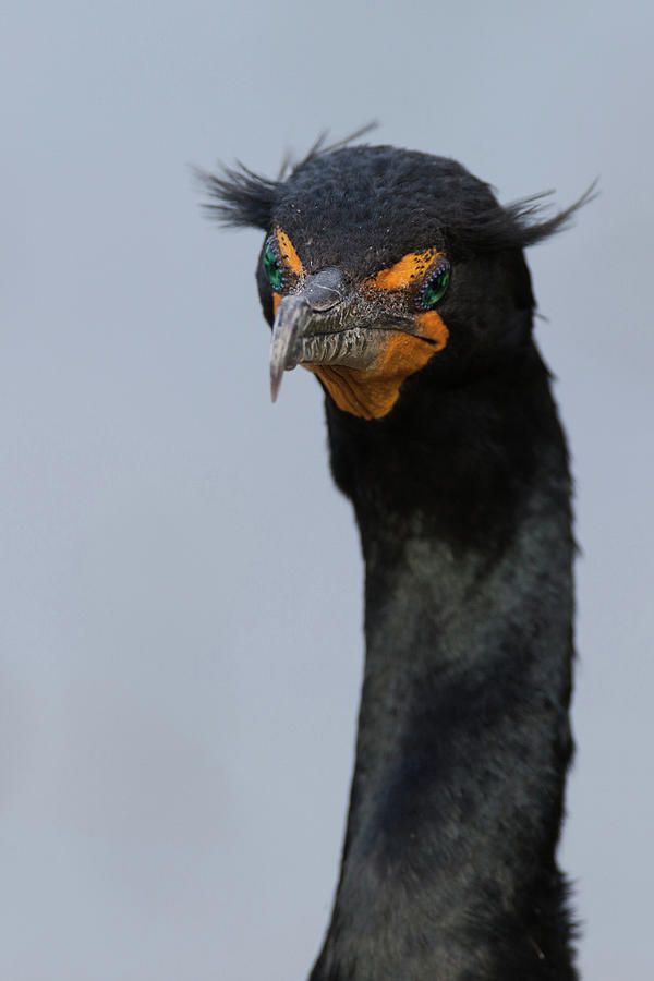 The Crests of the Double-crested Cormorant Photograph by David Watkins