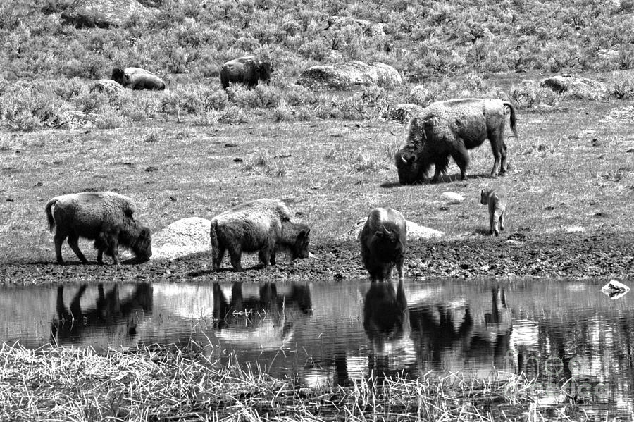 The Crew At The Watering Hole Black And White Photograph by Adam Jewell