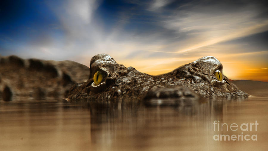 Crocodile Photograph - The crocodile by Christine Sponchia