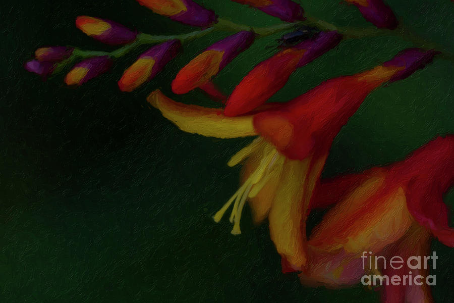 Flower Painting - The Crocosmia Doth Bloom by C L Lassila Flower Painting - The Crocosmia Doth Bloom by C L Lassila