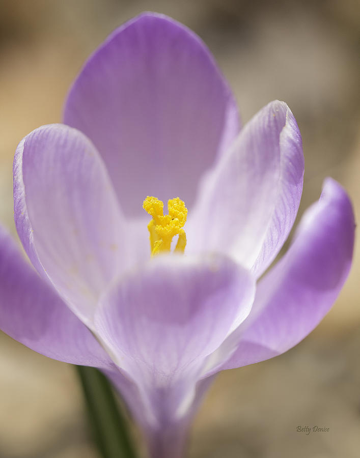 Flower Photograph - The Crocus Embrace by Betty Denise