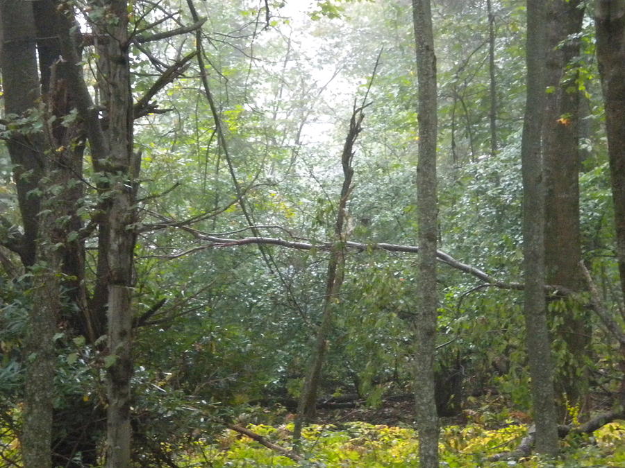 The Cross In The Woods Photograph by Diannah Lynch