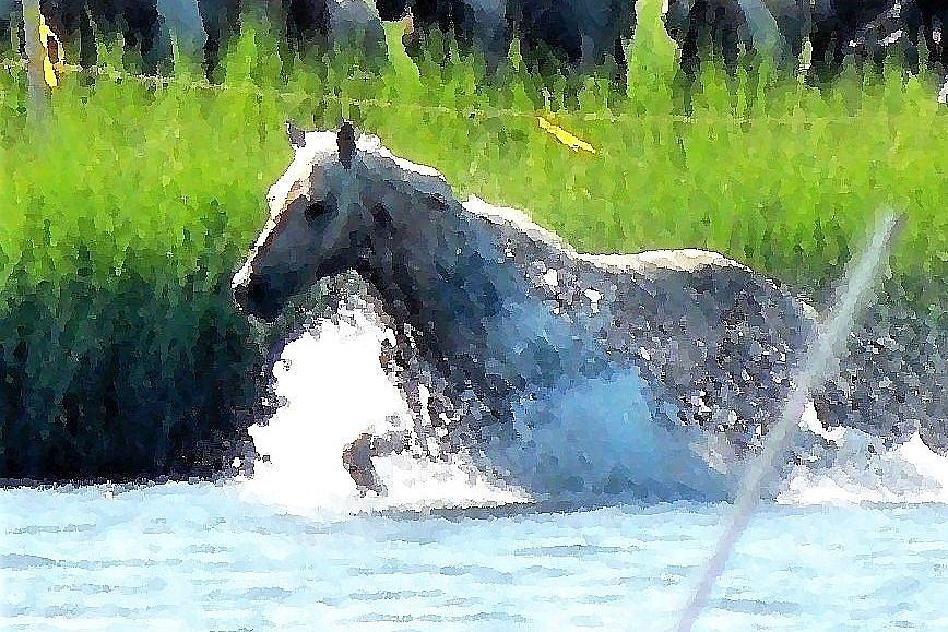 Horse Photograph - The Crossing - Chincoteague Pony Run by Kim Bemis
