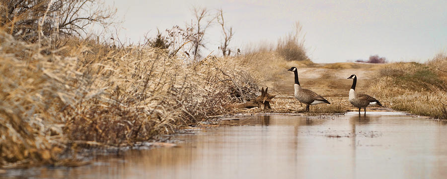 Goose Photograph - The Crossing by Patrick Ziegler