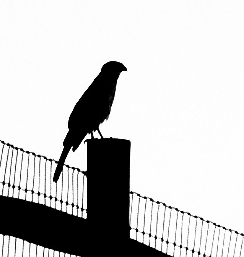 The Crow Photograph by Alison Caltrider