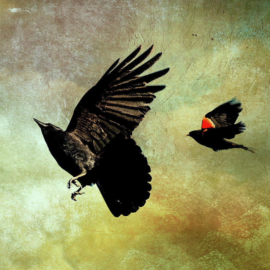 The Crow and the Blackbird Photograph by Peggy Collins