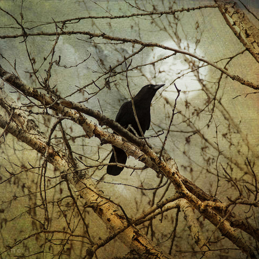 The Crow And The Moon Photograph by Theresa Tahara The Crow And The Moon Photograph by Theresa Tahara