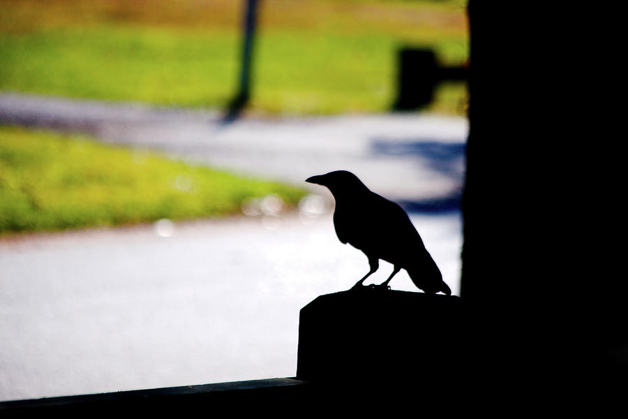 The Crow Awaits Photograph by Karol Livote
