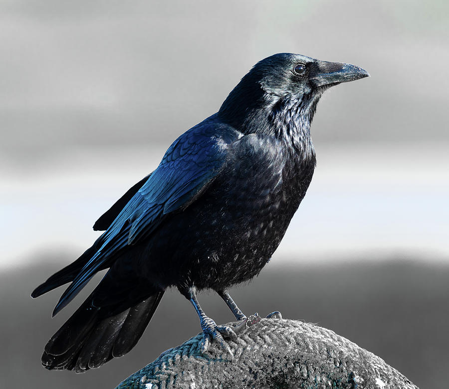 The Crow Photograph By Colin Allen - Fine Art America