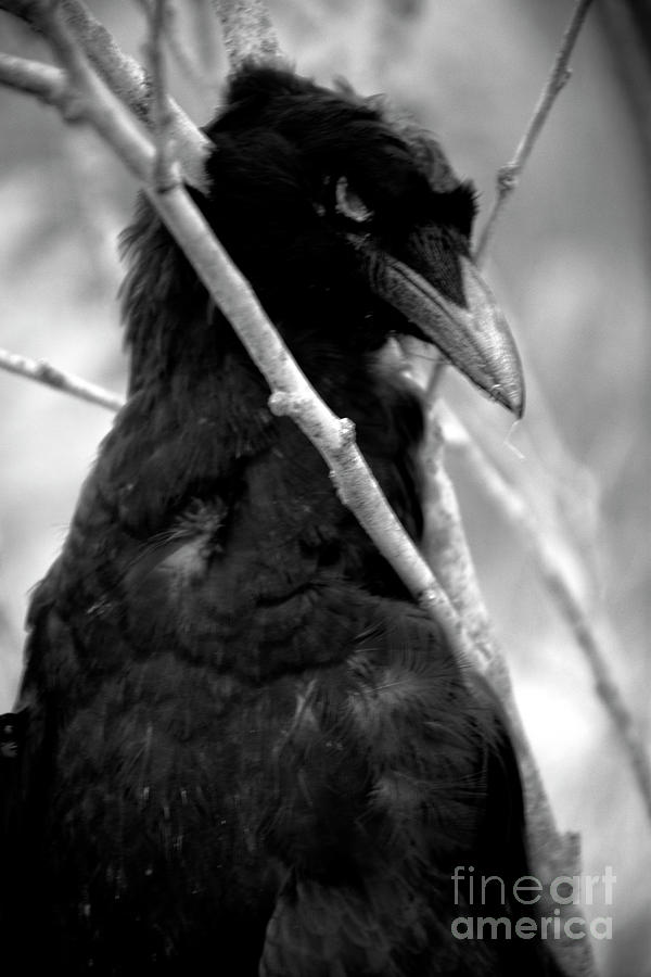 The Crow Photograph by FineArtRoyal Joshua Mimbs