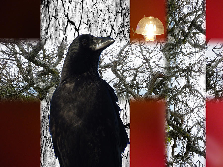 Crow Photograph - The Crow Saw The Light by Lyn  Perry