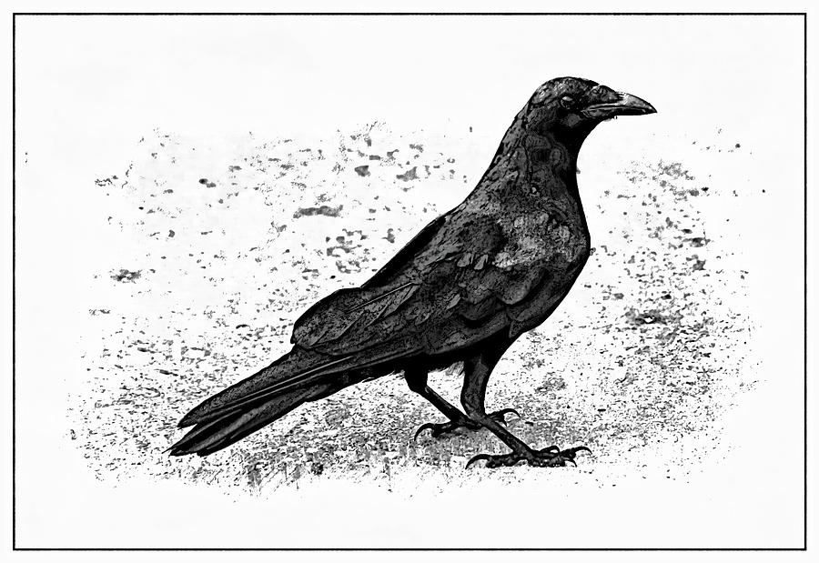 The Crow Photograph by Stoney Lawrentz