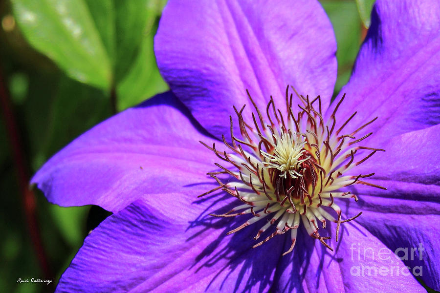 The Crown Clematis Flower Art Photograph
