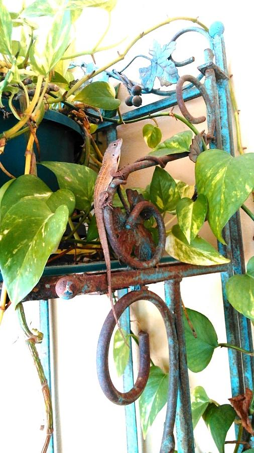 The Cuban Anole's Plant Promenade by Andrew Blitman The Cuban Anole's Plant Promenade by Andrew Blitman