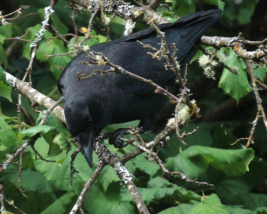 The Curious Crow Photograph by Iina Van Lawick