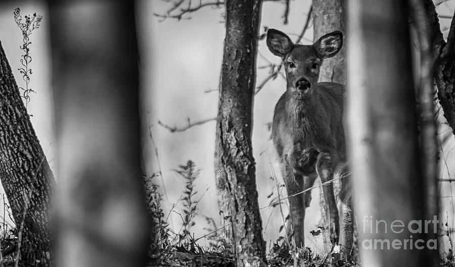 The Curious Doe Photograph by Heather Hubbard